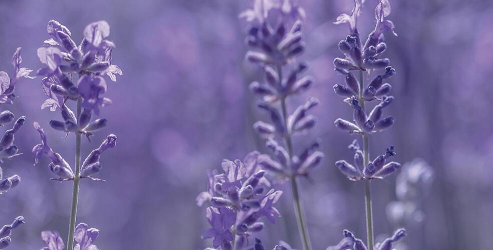 Lavender Festival 2024 AVEC VOUS Valensole lavender-festival-2024-avec-vous-valensole